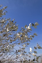 Silver poplar (Populus alba), drought, drought stress, white underside of leaves, Geltinger Birk