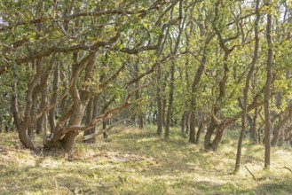 Hute forest in dry season, Geltinger Birk nature reserve, Nieby, Schleswig-Holstein, Germany