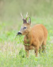 European roe deer (Capreolus capreolus), roebuck standing in harvested grain field after the
