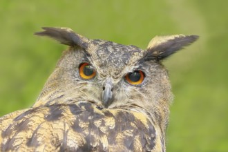 European Eagle Owl (Bubo bubo), portrait, owl, nocturnal bird, captive, Bavarian Forest National
