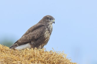Buzzard (Buteo buteo) adult bird sitting on a pile of straw, wildlife, nature photography, birds,