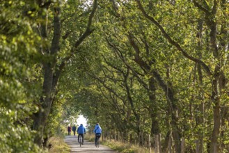 Cyclist, path, trees, Geltinger Birk nature reserve, Nieby, Schleswig-Holstein, Germany