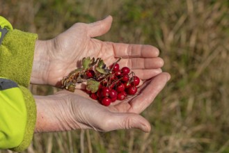 Hands holding berries of blackthorn (Prunus spinosa), Geltinger Birk nature reserve, Nieby,