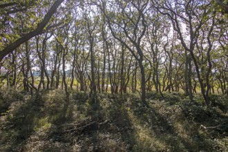 Hutewald, Geltinger Birk nature reserve, Nieby, Schleswig-Holstein, Germany