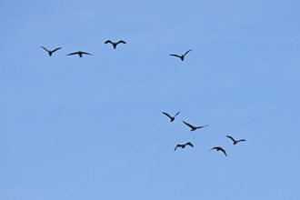 Cormorants (Phalacrocorax carbo) in flight, Geltinger Birk nature reserve, Nieby,