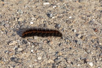 Blackberry moth caterpillar (Macrothylacia rubi) crawling over gravel path, Geltinger Birk, Nieby,