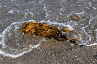 Seaweed, Baltic Sea, Falshöft, Pommerby, Schleswig-Holstein, Germany