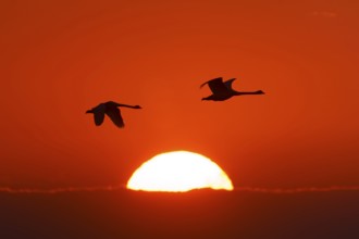Two birds flying in front of a red glowing sunrise in the sky, Mute Swan, (cygnus olor), wildlife,