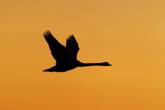 A single bird flies in front of an orange-coloured sky, Mute Swan, (cygnus olor), wildlife, Western