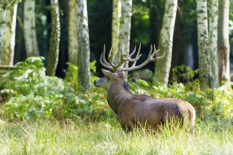 A majestic stag with large antlers stands in the green forest, surrounded by birch trees, red deer