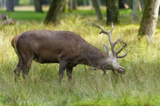 A stag with large antlers grazing in a quiet forest meadow, red deer (Cervus elaphus) rut, Germany