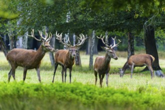 Four stags with impressive antlers on a green meadow in the forest, red deer (Cervus elaphus)