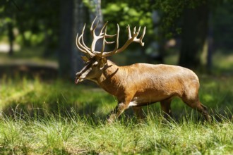 A stag with large antlers running through a sunlit forest, red deer (Cervus elaphus) rutting,