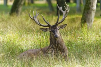 A resting stag with antlers observing the surroundings in a meadow, red deer (Cervus elaphus) rut,