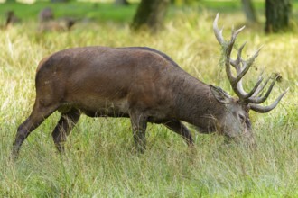 A stag with antlers grazing in a green meadow in the forest, red deer (Cervus elaphus) rut, Germany