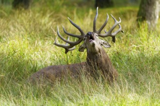 A roaring stag shows its antlers and holds its head high, red deer (Cervus elaphus) rutting,