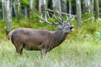 A roaring stag with impressive antlers in a natural environment, red deer (Cervus elaphus) rutting,