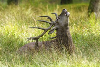 A roaring stag with antlers points its head to the sky, red deer (Cervus elaphus) rutting, Germany
