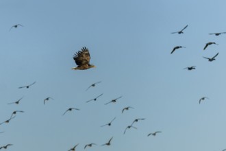 An eagle flies above and below several flying birds in the sky, white-tailed eagle (Haliaeetus