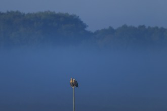 Two eagles sitting on a pole in front of a forest in the twilight, white-tailed eagle (Haliaeetus