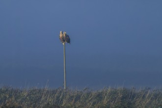 A pair of eagles sitting on a pole in the middle of a grassy landscape, white-tailed eagle