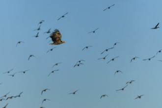 An eagle flies high above a group of birds in the clear sky, white-tailed eagle (Haliaeetus