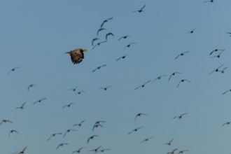An eagle flies through a large flock of birds in the blue sky, white-tailed eagle (Haliaeetus