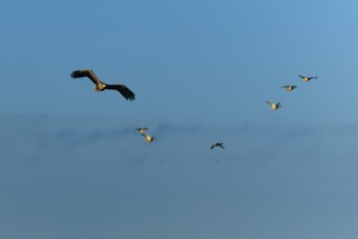 Several birds, including an eagle, flying in the clear blue sky, white-tailed eagle (Haliaeetus