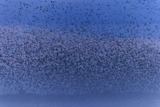 A dense flock of birds passes by in the morning mist, starling (Sturnus vulgaris), flock wildlife,