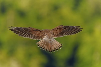 A bird in flight with outstretched wings, green blur in the background, Common Kestrel (Falco