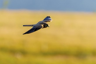 A bird in flight over a landscape, the background shows a yellowish meadow, Kestrel (Falco