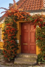 Entrance door with Scarlet firethorn (Pyracantha coccinea) to small street house in Ystad, Skåne