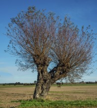 Willow tree (Salix) at blue sky in Ystad municipality, Skåne county, Sweden, Scandinavia