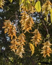 Ripe fruit of Hornbeam, (Carpinus betulus) in autumn in Ystad, Skåne County, Sweden, Scandinavia