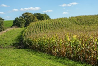 Corn maize (Zea mays) in a field, ripe for harvest in Baldringe, Ystad Municipality, Skåne County,