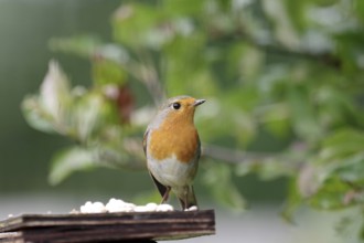 Robin (Erithacus rubecula), close-up, bird feeding, autumn, Germany, The robin is sitting on a