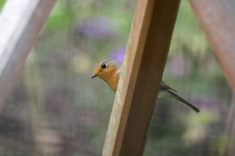 Robin (Erithacus rubecula), portrait, wooden post, colourful, cute, Germany, A robin sits hidden on