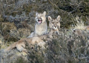 Cougar (Cougar concolor) female with young, Torres del Paine National Park, Chile, South America