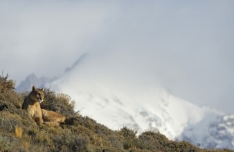 Cougar (Cougar concolor), Torres del Paine National Park, Chile, South America
