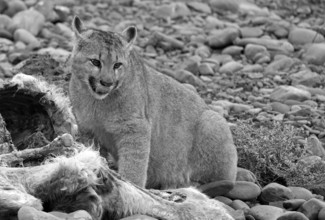 Cougar (Cougar concolor) young feeding, Torres del Paine National Park, Chile, South America