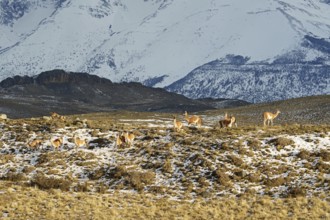 Guanacos (Llama guanicoe), Torres del Paine National Park, Patagonia, Chile, South America