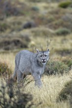 Cougar (Cougar concolor), Torres del Paine National Park, Chile, South America