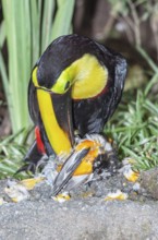 Chestnut-mandibled Toucan (Ramphastos swainsonii) feeding on a smaller bird, Sarapiqui, Costa Rica,