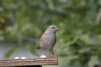 Dunnock (Prunella modularis), close-up, garden, autumn, Germany