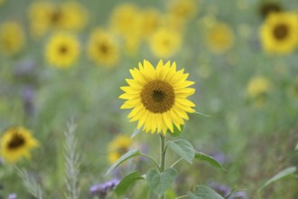 Common sunflower (Helianthus annuus), landscape, sunflower field, yellow, agriculture, autumn,
