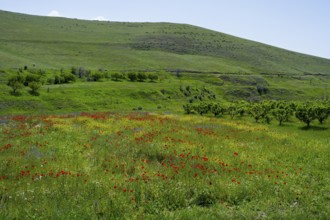 Blooming wildflower meadow stretches in front of rolling green hills in spring, landscape near