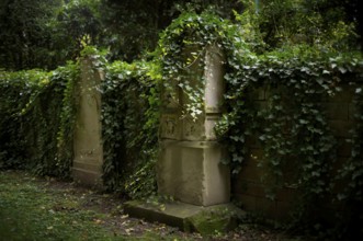 Gravestones, ivy, grave, graves, Hoppenlauf cemetery, oldest preserved cemetery in Stuttgart,