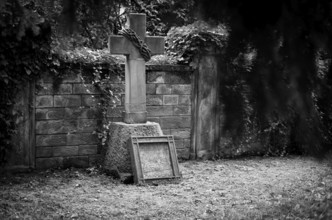 Gravestone, ivy, grave, graves, Hoppenlauf cemetery, oldest preserved cemetery in Stuttgart, black