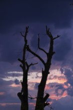 Dead walnut tree (Juglans regia) as a silhouette in the evening sky, Bavaria, Germany
