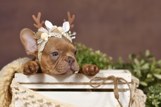 Mocca sable French Bulldog puppy with reindeer antlers in box in front of brown background